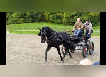 Sang-chaud lourd, Étalon, 6 Ans, 164 cm, Noir