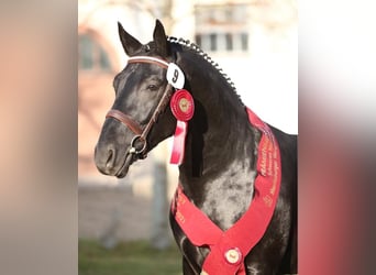 Sang-chaud lourd, Étalon, 6 Ans, 164 cm, Noir