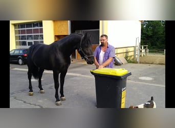 Sang-chaud lourd, Étalon, 6 Ans, 164 cm, Noir