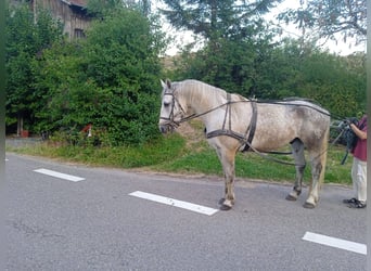 Sang-chaud lourd, Étalon, 9 Ans, 170 cm