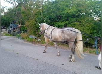 Sang-chaud lourd, Étalon, 9 Ans, 170 cm