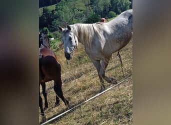 Sang-chaud lourd, Étalon, 9 Ans, 170 cm