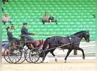 Sang-chaud lourd, Étalon, 6 Ans, 166 cm, Noir