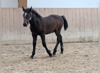 Sang-chaud lourd, Étalon, Poulain (05/2025), 160 cm, Peut devenir gris