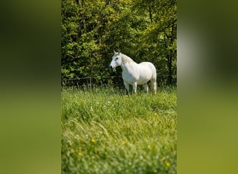 Sang-chaud lourd, Hongre, 10 Ans, 160 cm, Gris