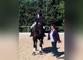 Sang-chaud lourd, Hongre, 11 Ans, 170 cm, Noir