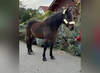 Sang-chaud lourd Croisé, Hongre, 12 Ans, 167 cm, Bai brun