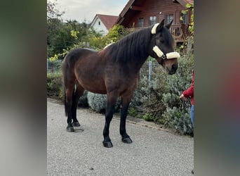 Sang-chaud lourd Croisé, Hongre, 12 Ans, 167 cm, Bai brun