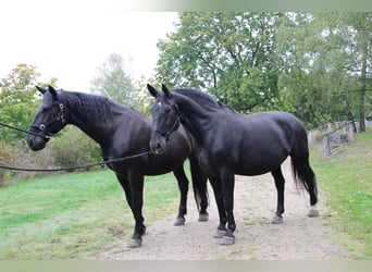 Sang-chaud lourd Croisé, Hongre, 13 Ans, 180 cm, Noir