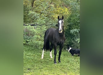 Sang-chaud lourd, Hongre, 2 Ans, 162 cm, Noir