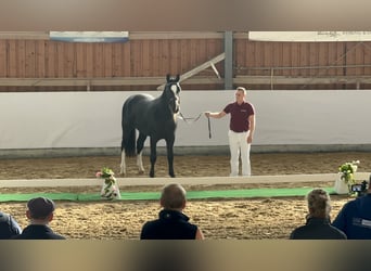 Sang-chaud lourd, Hongre, 2 Ans, 162 cm, Noir