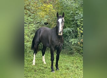 Sang-chaud lourd, Hongre, 2 Ans, 162 cm, Noir