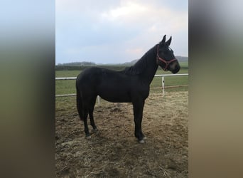 Sang-chaud lourd, Hongre, 2 Ans, Bai brun foncé