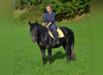 Sang-chaud lourd Croisé, Hongre, 3 Ans, 155 cm, Gris noir