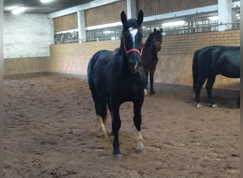 Sang-chaud lourd, Hongre, 3 Ans, 160 cm, Bai brun
