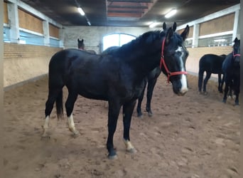 Sang-chaud lourd, Hongre, 3 Ans, 160 cm, Bai brun