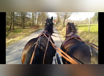 Sang-chaud lourd, Hongre, 3 Ans, 160 cm, Bai brun