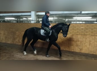 Sang-chaud lourd, Hongre, 3 Ans, 160 cm, Bai brun