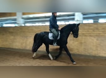 Sang-chaud lourd, Hongre, 3 Ans, 160 cm, Bai brun