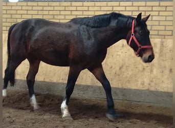 Sang-chaud lourd, Hongre, 3 Ans, 160 cm, Bai brun
