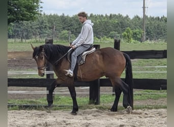 Sang-chaud lourd Croisé, Hongre, 3 Ans, 160 cm, Bai