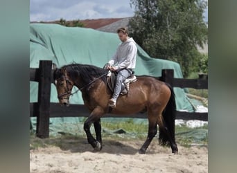 Sang-chaud lourd Croisé, Hongre, 3 Ans, 160 cm, Bai