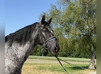 Sang-chaud lourd Croisé, Hongre, 3 Ans, 160 cm, Léopard