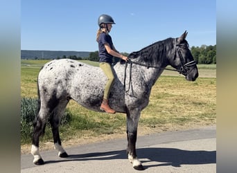 Sang-chaud lourd Croisé, Hongre, 3 Ans, 160 cm, Léopard