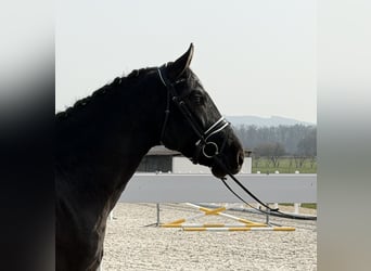 Sang-chaud lourd, Hongre, 3 Ans, 162 cm, Noir