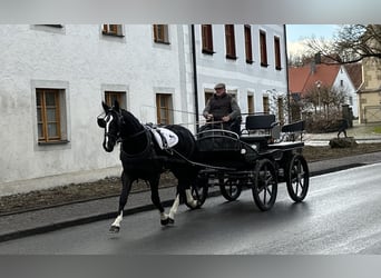 Sang-chaud lourd, Hongre, 3 Ans, 162 cm, Noir