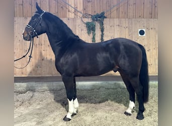 Sang-chaud lourd, Hongre, 3 Ans, 164 cm, Bai brun