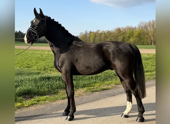 Sang-chaud lourd, Hongre, 3 Ans, 164 cm, Noir