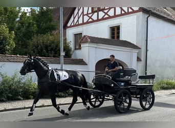 Sang-chaud lourd, Hongre, 3 Ans, 164 cm, Noir