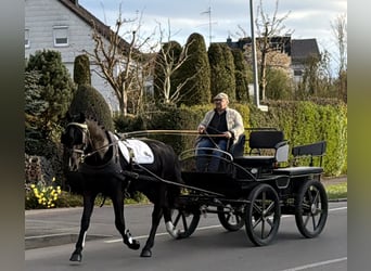 Sang-chaud lourd, Hongre, 3 Ans, 164 cm, Noir