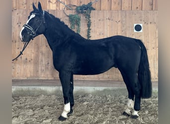 Sang-chaud lourd, Hongre, 3 Ans, 164 cm, Noir