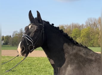 Sang-chaud lourd, Hongre, 3 Ans, 164 cm, Noir