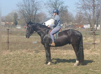 Sang-chaud lourd, Hongre, 3 Ans, 164 cm, Noir