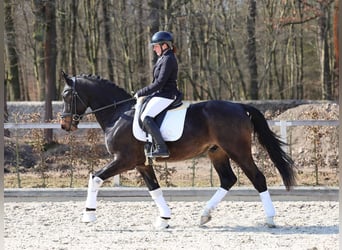 Sang-chaud lourd, Hongre, 3 Ans, 165 cm, Bai brun foncé