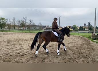 Sang-chaud lourd, Hongre, 3 Ans, 165 cm, Bai