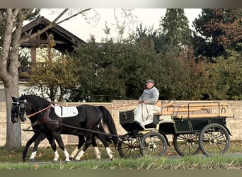 Sang-chaud lourd, Hongre, 3 Ans, 165 cm, Noir