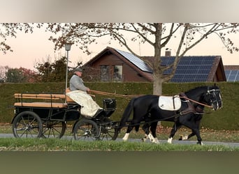 Sang-chaud lourd, Hongre, 3 Ans, 165 cm, Noir
