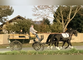 Sang-chaud lourd, Hongre, 3 Ans, 165 cm, Noir