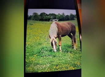 Sang-chaud lourd, Hongre, 3 Ans, 165 cm, Noir