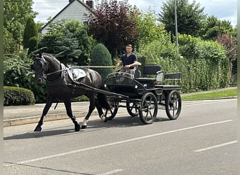 Sang-chaud lourd, Hongre, 3 Ans, 165 cm, Noir