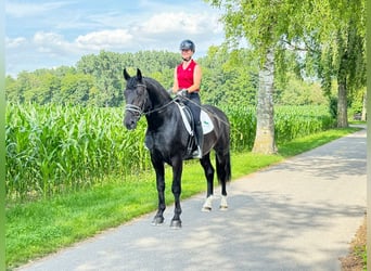 Sang-chaud lourd, Hongre, 3 Ans, 165 cm, Noir