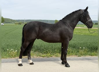 Sang-chaud lourd, Hongre, 3 Ans, 166 cm, Noir