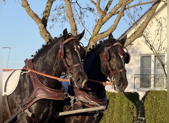 Sang-chaud lourd, Hongre, 3 Ans, 166 cm, Noir