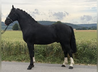 Sang-chaud lourd, Hongre, 3 Ans, 166 cm, Noir