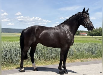 Sang-chaud lourd, Hongre, 3 Ans, 166 cm, Noir