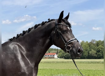 Sang-chaud lourd, Hongre, 3 Ans, 166 cm, Noir